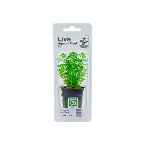 Tropica Limnophila Sessiliflora - Charterhouse Aquatics