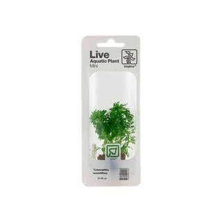 Tropica Limnophila Sessiliflora Mini Pot - Charterhouse Aquatics