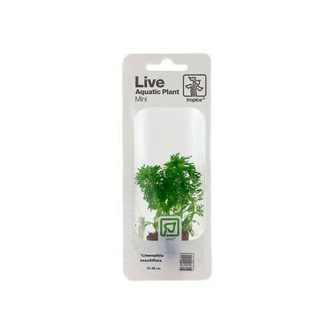 Tropica Limnophila Sessiliflora Mini Pot - Charterhouse Aquatics