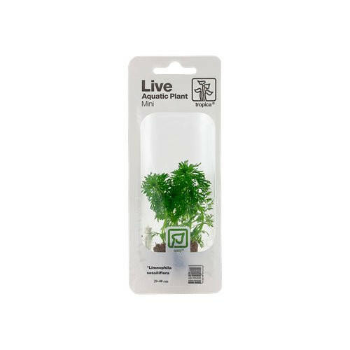 Tropica Limnophila Sessiliflora Mini Pot - Charterhouse Aquatics