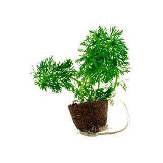 Tropica Limnophila Sessiliflora Mini Pot - Charterhouse Aquatics
