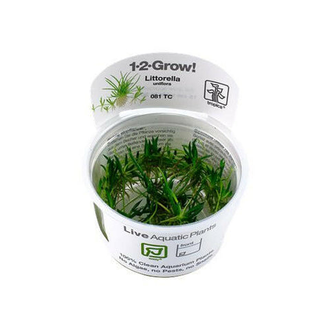 Tropica Littorella uniflora 1-2-Grow - Charterhouse Aquatics