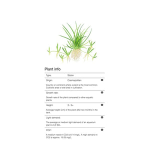 Tropica Littorella uniflora 1-2-Grow - Charterhouse Aquatics