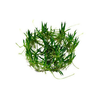 Tropica Littorella uniflora 1-2-Grow - Charterhouse Aquatics