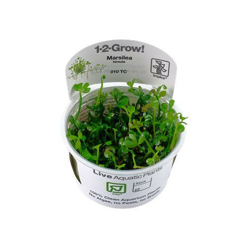 Tropica Marsilea hirsuta 1-2-Grow - Charterhouse Aquatics