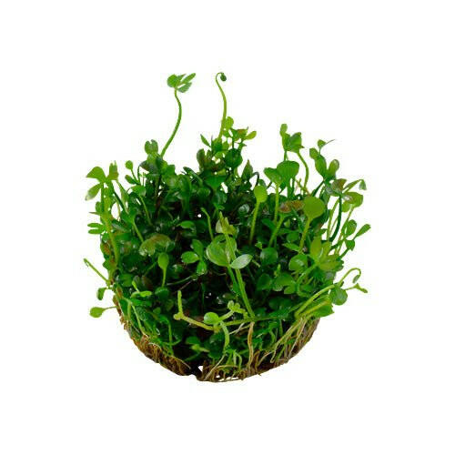 Tropica Marsilea hirsuta 1-2-Grow - Charterhouse Aquatics