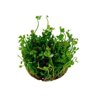 Tropica Marsilea hirsuta 1-2-Grow - Charterhouse Aquatics