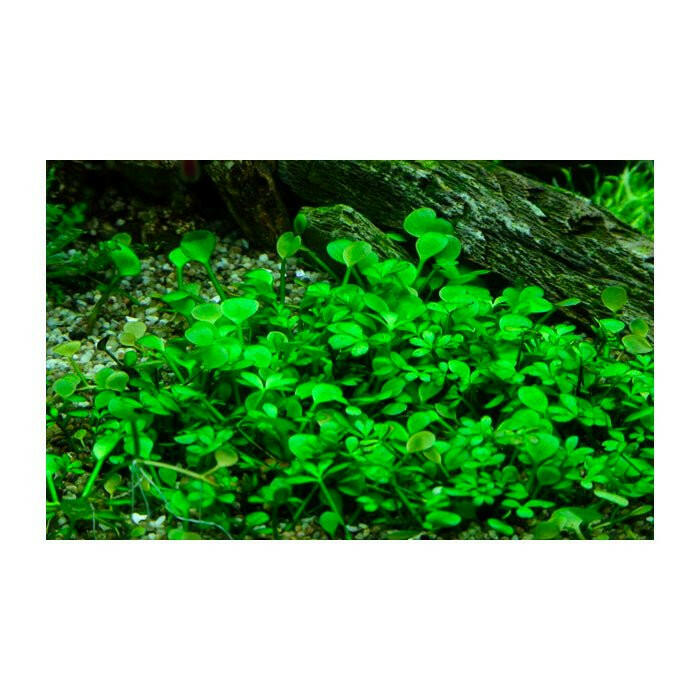 Tropica Marsilea hirsuta 1-2-Grow - Charterhouse Aquatics