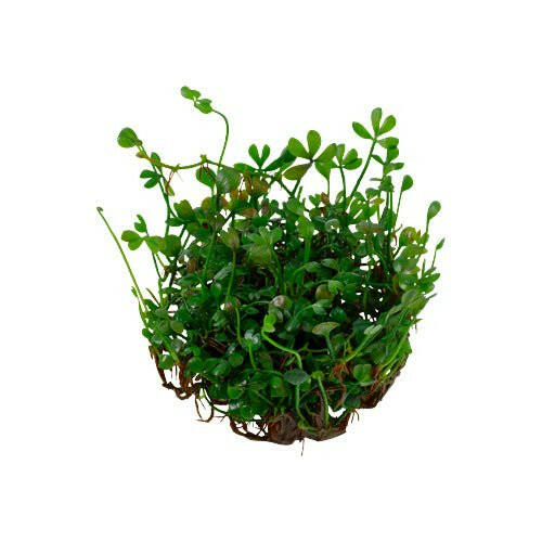 Tropica Marsilea minuta 1-2-Grow - Charterhouse Aquatics