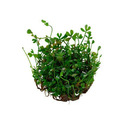 Tropica Marsilea minuta 1-2-Grow - Charterhouse Aquatics