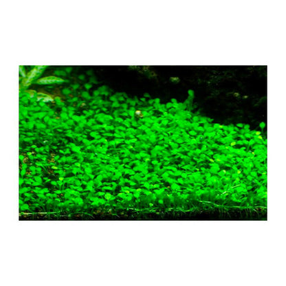 Tropica Marsilea minuta 1-2-Grow - Charterhouse Aquatics