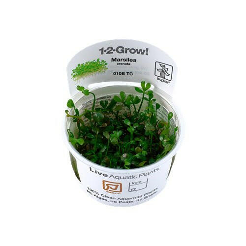 Tropica Marsilea minuta 1-2-Grow - Charterhouse Aquatics