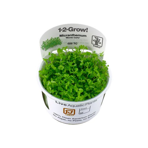 Tropica Micranthemum 'Monte Carlo' 1-2-Grow - Charterhouse Aquatics