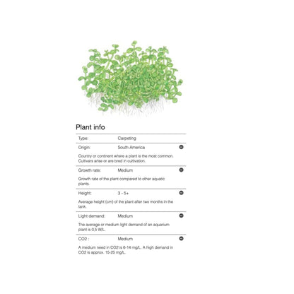 Tropica Micranthemum 'Monte Carlo' 1-2-Grow - Charterhouse Aquatics