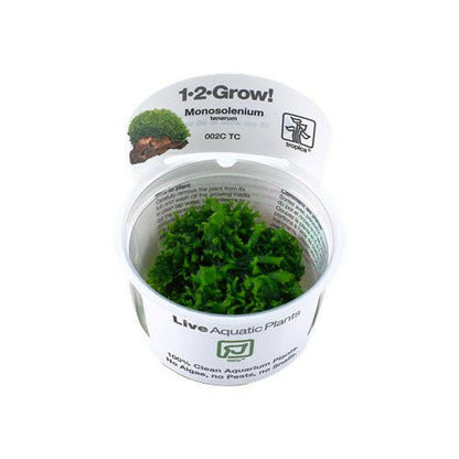 Tropica Monosolenium tenerum 1-2-Grow - Charterhouse Aquatics