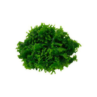 Tropica Monosolenium tenerum 1-2-Grow - Charterhouse Aquatics