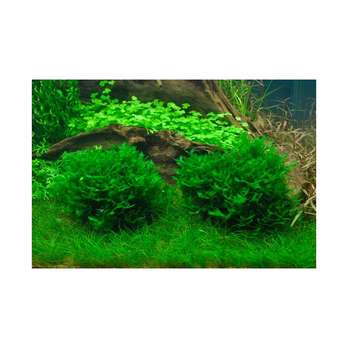 Tropica Monosolenium tenerum 1-2-Grow - Charterhouse Aquatics