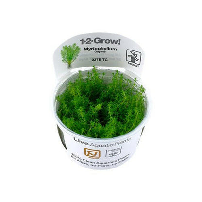 Tropica Myriophyllum 'Guyana' 1-2-Grow - Charterhouse Aquatics