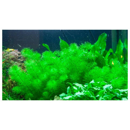 Tropica Myriophyllum 'Guyana' 1-2-Grow - Charterhouse Aquatics