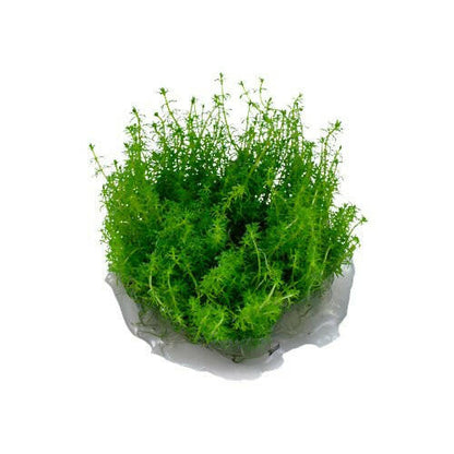 Tropica Myriophyllum 'Guyana' 1-2-Grow - Charterhouse Aquatics