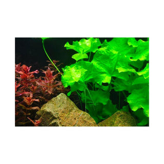 Tropica Nymphoides hydrophylla 'Taiwan' 1-2-Grow - Charterhouse Aquatics
