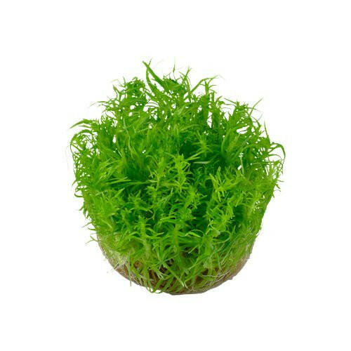 Tropica Pogostemon erectus 1-2-Grow - Charterhouse Aquatics