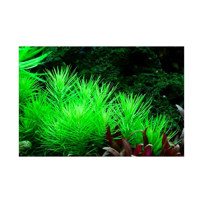 Tropica Pogostemon erectus 1-2-Grow - Charterhouse Aquatics