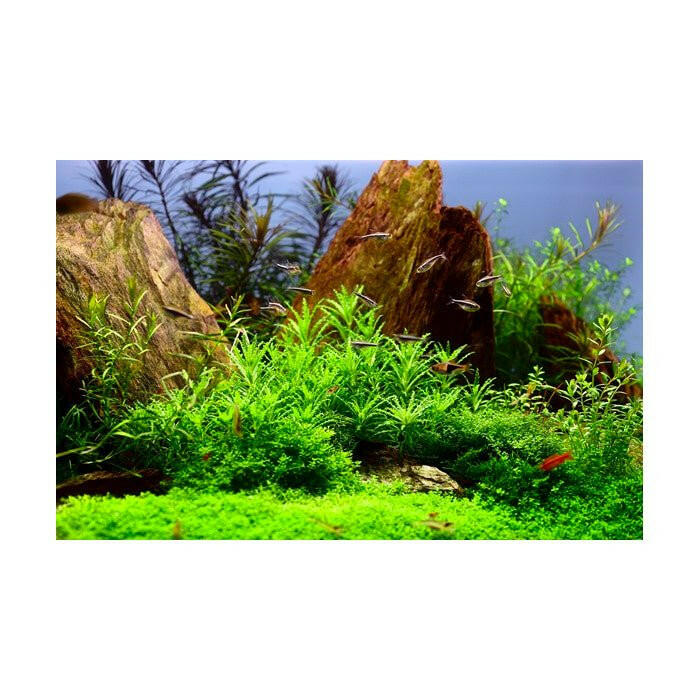 Tropica Pogostemon helferi 1-2-Grow - Charterhouse Aquatics