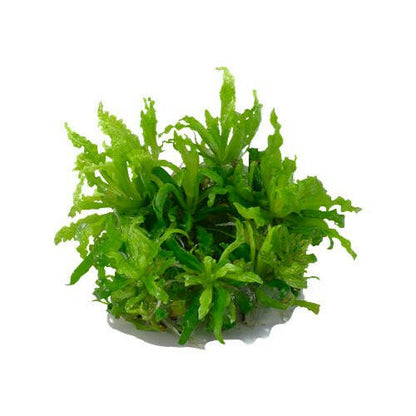 Tropica Pogostemon helferi 1-2-Grow - Charterhouse Aquatics