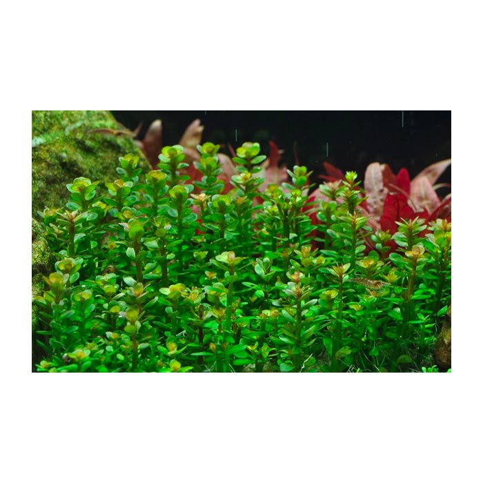 Tropica Rotala 'Bonsai' 1-2-Grow - Charterhouse Aquatics