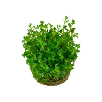 Tropica Rotala 'Bonsai' 1-2-Grow - Charterhouse Aquatics