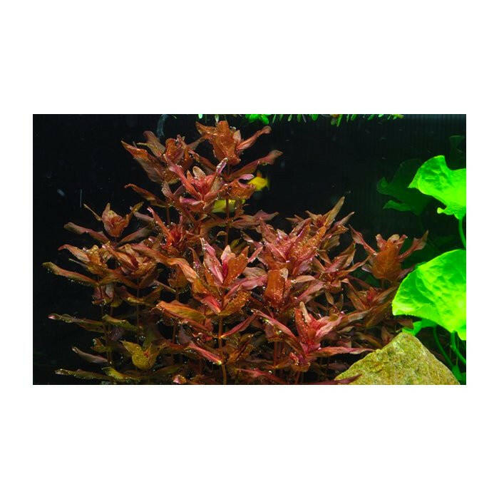 Tropica Rotala macrandra 1-2-Grow - Charterhouse Aquatics