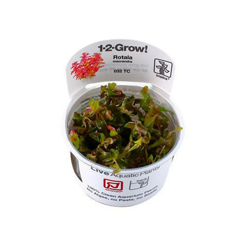 Tropica Rotala macrandra 1-2-Grow - Charterhouse Aquatics