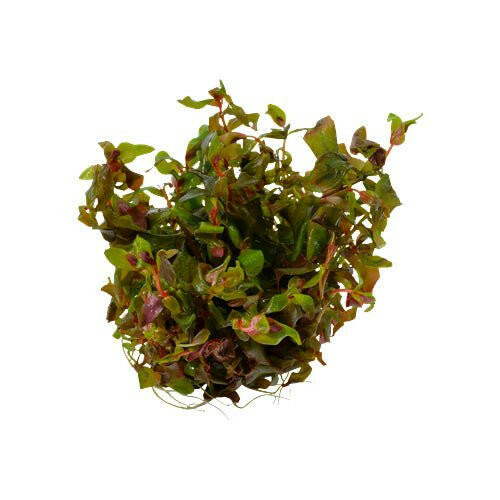 Tropica Rotala macrandra 1-2-Grow - Charterhouse Aquatics