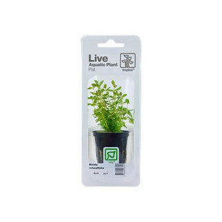 Tropica Rotala Rotundifolia - Charterhouse Aquatics