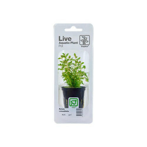 Tropica Rotala Rotundifolia - Charterhouse Aquatics