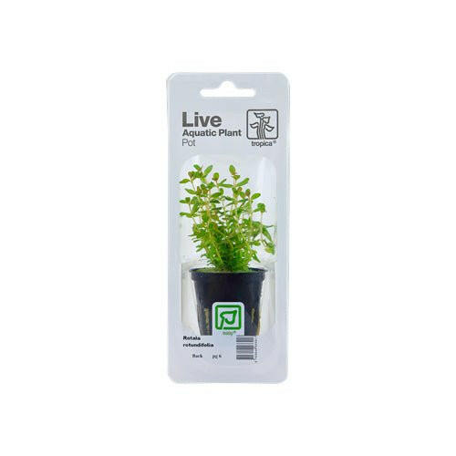 Tropica Rotala Rotundifolia - Charterhouse Aquatics