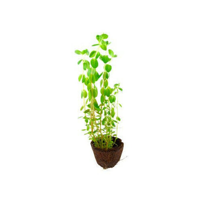 Tropica Rotala Rotundifolia Mini Pot - Charterhouse Aquatics