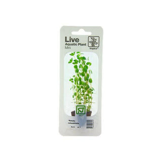 Tropica Rotala Rotundifolia Mini Pot - Charterhouse Aquatics