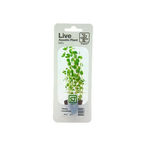 Tropica Rotala Rotundifolia Mini Pot - Charterhouse Aquatics