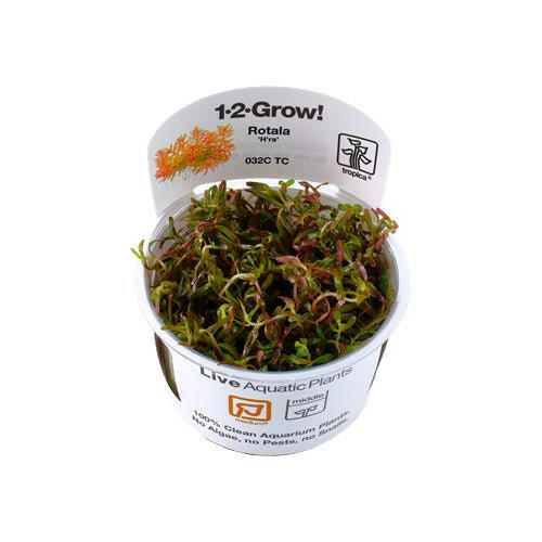 Tropica Rotala 'Vietnam H'ra' 1-2-Grow - Charterhouse Aquatics