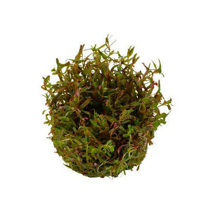 Tropica Rotala 'Vietnam H'ra' 1-2-Grow - Charterhouse Aquatics