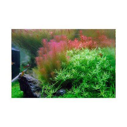 Tropica Rotala wallichii 1-2-Grow - Charterhouse Aquatics