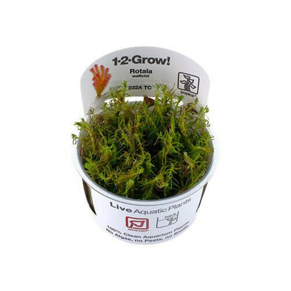 Tropica Rotala wallichii 1-2-Grow - Charterhouse Aquatics