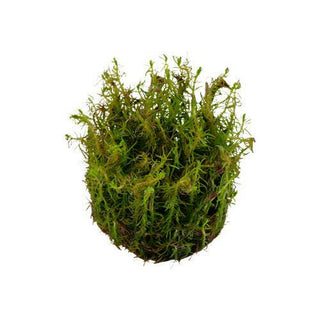Tropica Rotala wallichii 1-2-Grow - Charterhouse Aquatics