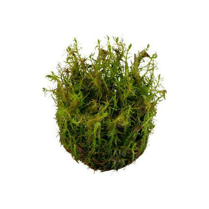 Tropica Rotala wallichii 1-2-Grow - Charterhouse Aquatics