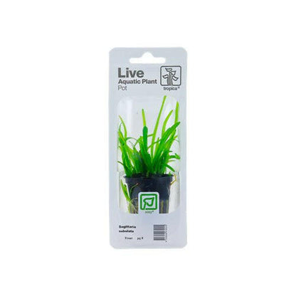 Tropica Sagittaria subulata 1-2-Grow - Charterhouse Aquatics