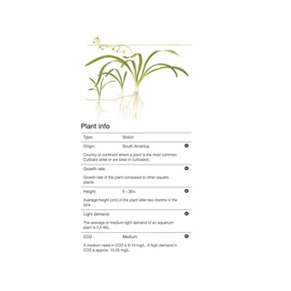 Tropica Sagittaria subulata 1-2-Grow - Charterhouse Aquatics