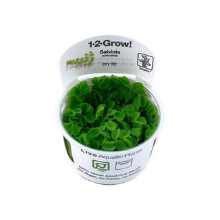 Tropica Salvinia auriculata 1-2-Grow - Charterhouse Aquatics