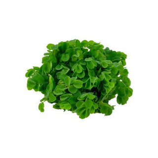 Tropica Salvinia auriculata 1-2-Grow - Charterhouse Aquatics